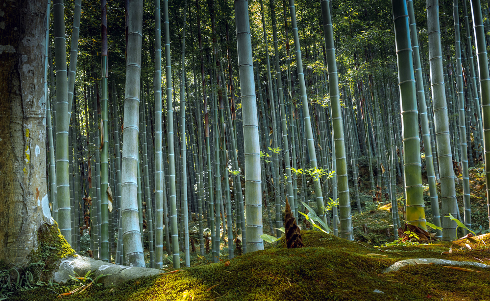 Eco Causes Bamboo Forest